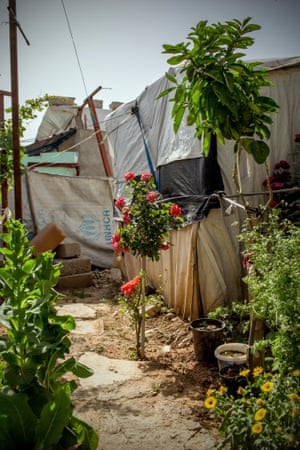 A rose bush in Domiz refugee camp.