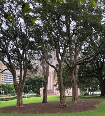 Four paperbark trees next to Anzac memorial, Hyde Park, Sydney