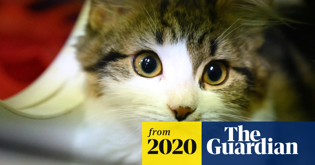 cats can infect each other with coronavirus chinese study finds coronavirus the guardian cats can infect each other with coronavirus chinese study finds coronavirus the guardian
