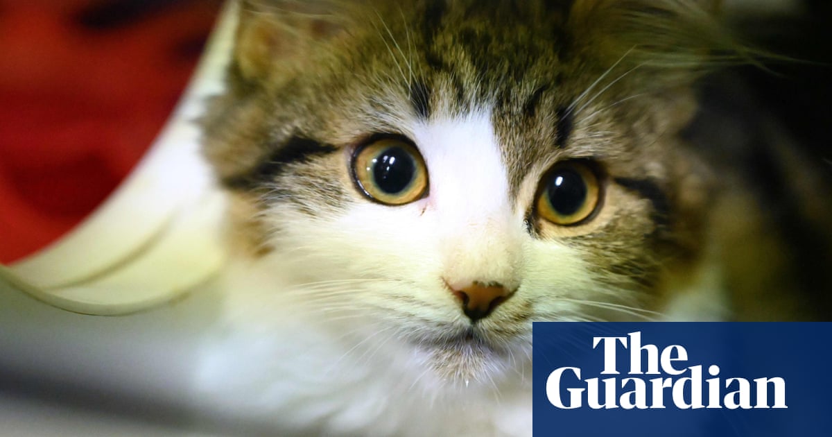 Cats can infect each other with coronavirus, Chinese study finds