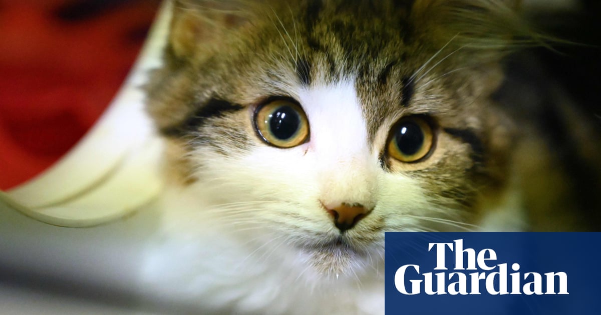 Myth Busters In 2020 Myth Busters Animal Companions Pets