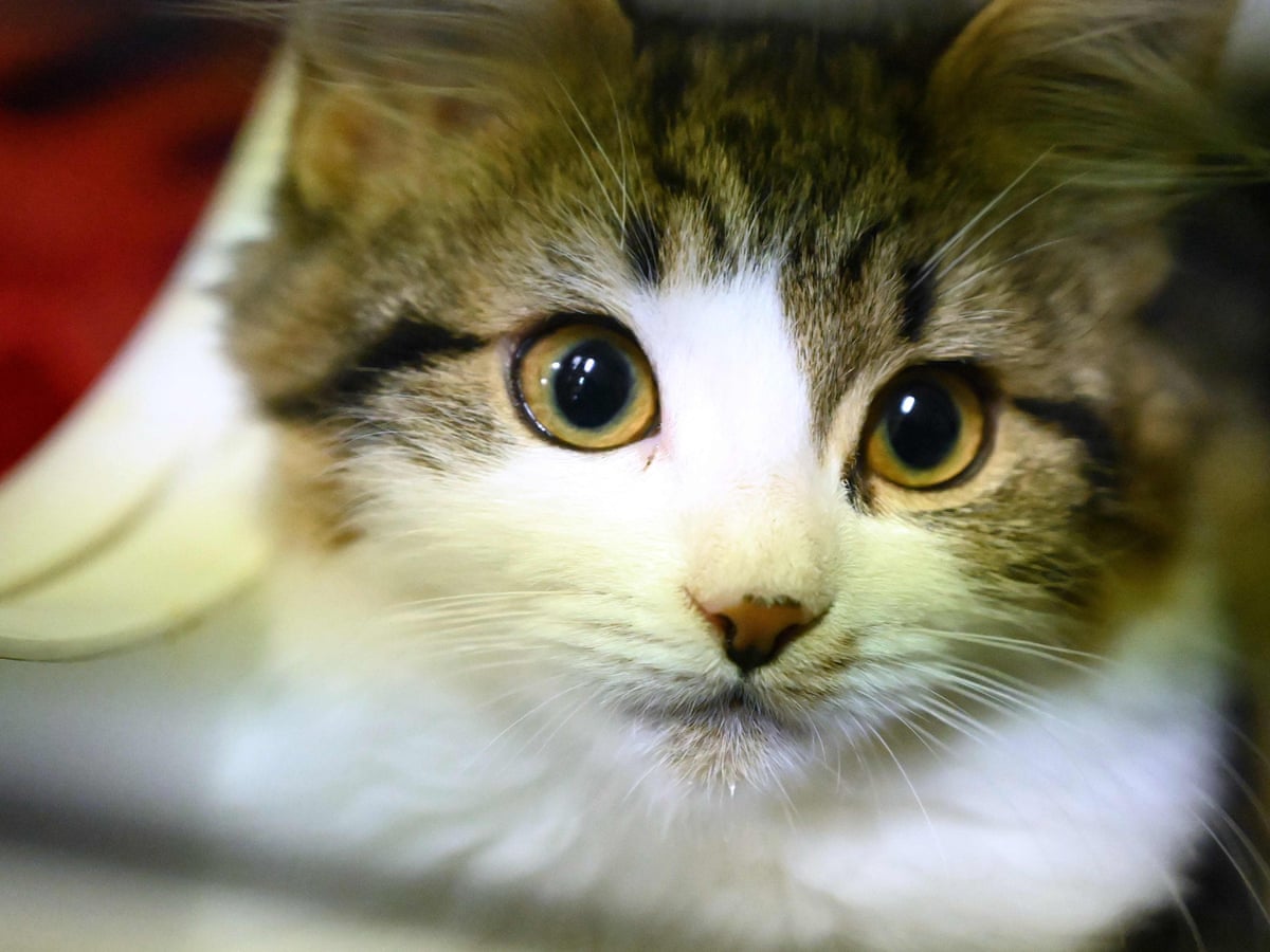 Cats Can Infect Each Other With Coronavirus Chinese Study Finds Coronavirus The Guardian