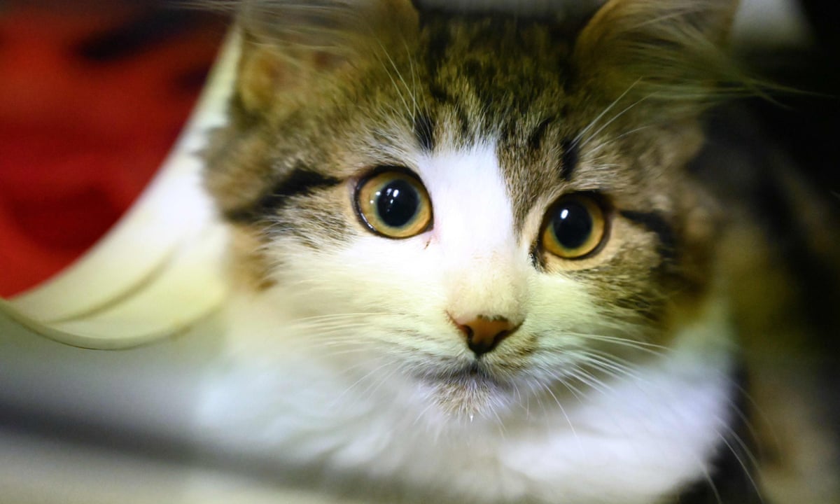 What You Need To Know About Feline Coronavirus Fcov Fip Biogal Labs