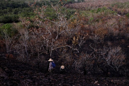 Biologists, who are researching a burned area of the Amazon forest in Alter do Chão, in Santarém.