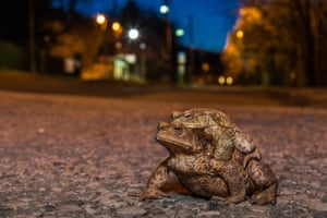 Common toads moving towards mating grounds in a Budapest suburb. In spring, a large number of toads are hit by cars or trams as they migrate in Budapest to find appropriate bodies of water in the suburbs to lay their spawns.
