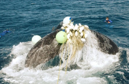 humpback whale trapped in nets
