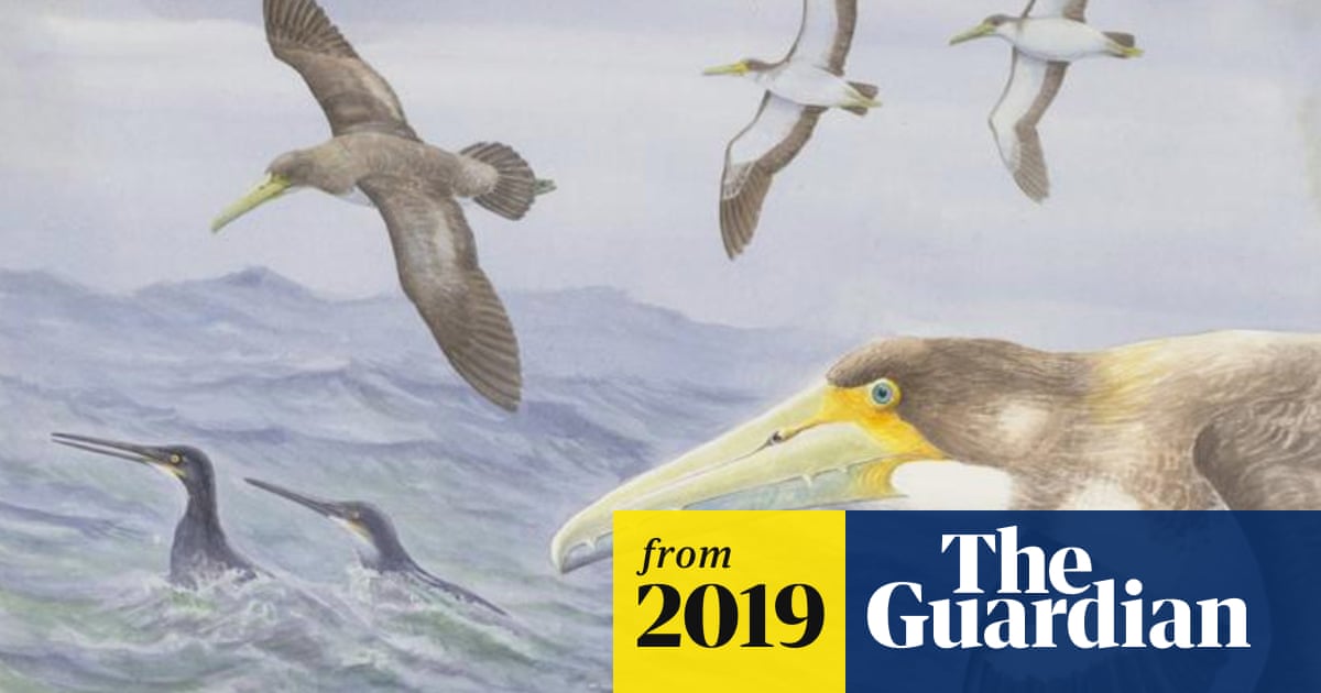 'Amazing' ancient seabird fossil found in New Zealand sparks rethink of bird's evolution