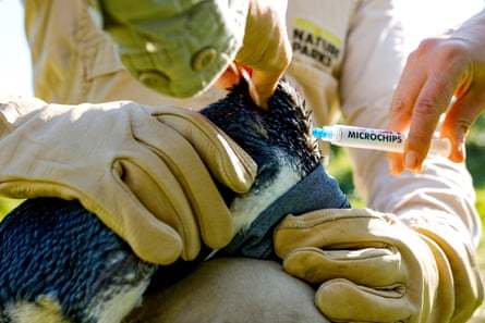 Phillip Island Nature Parks rangers administer an injection