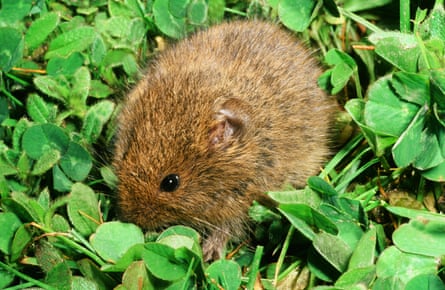 An Orkney vole