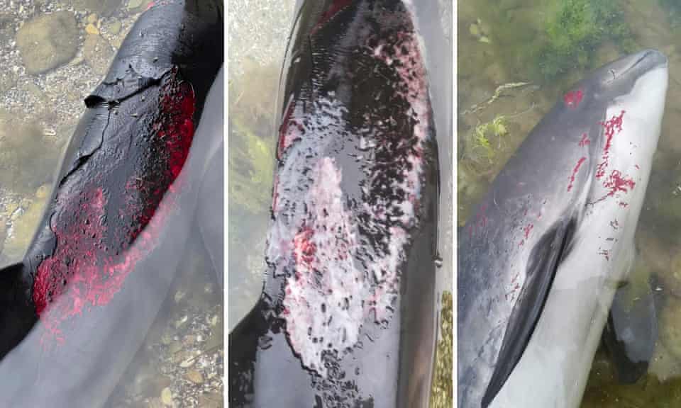 Three separate images showing injuries to dolphins in close-up