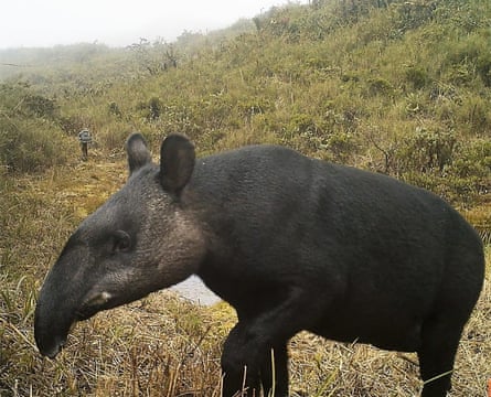 A tapir in a grassy, hilly area with mist in the background.