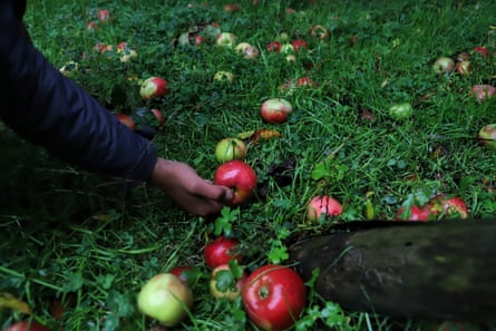 A farmer collects apples in Baramulla district, Jammu and Kashmir