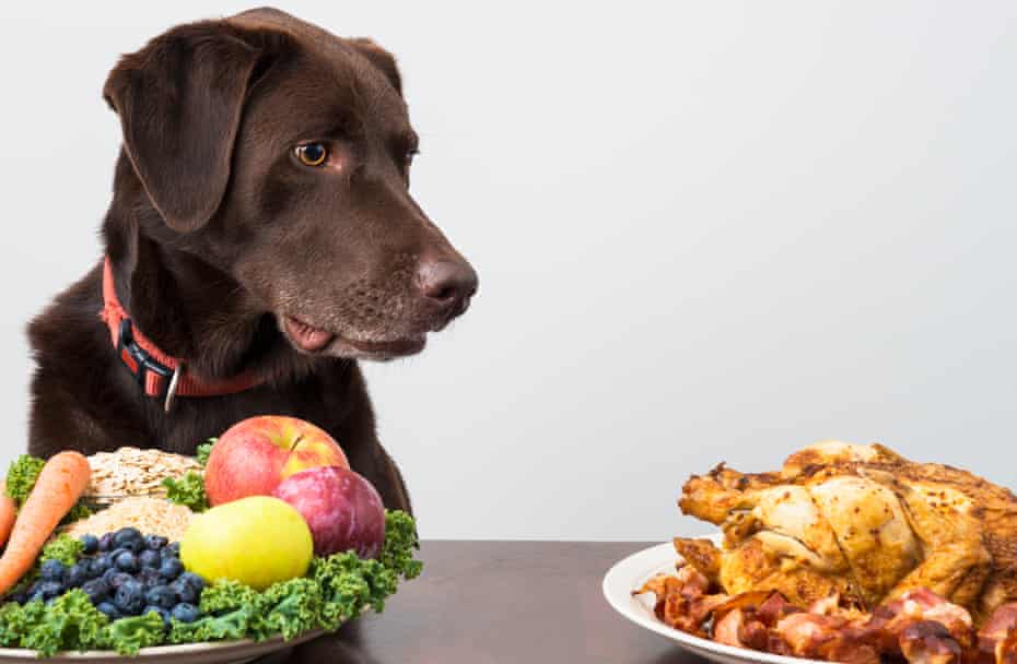Increasingly, people are putting their pets on vegan diets not just for ethical reasons, but for their health.