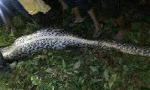 Longest snake record world 15 Foot
