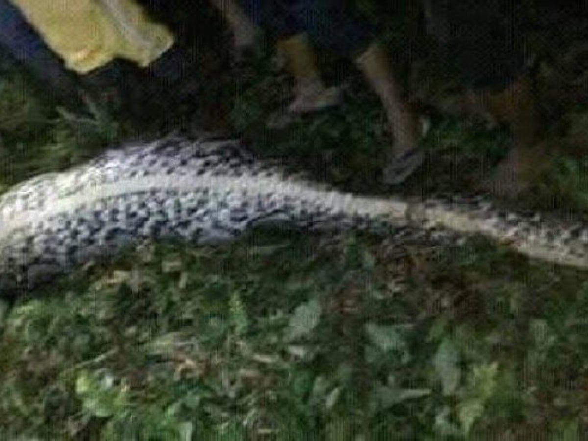 Snakes Eating People