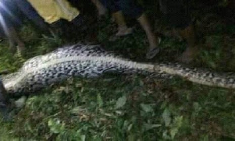 The giant python was caught near where Akbar went missing.