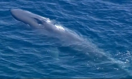 A blue whale entangled off the coast of California