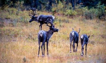Young mountain caribou: four are seen from behind, three with their antlers clearly visible, as they walk on light, dry grass on a mountainous landscape