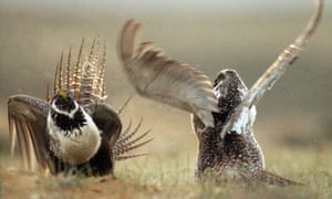 Conservation groups have sued to protect the habitat of the sage grouse from drilling.