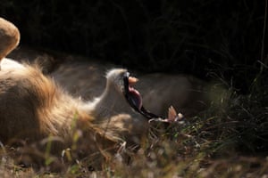 A lion rests in Nairobi national park in Kenya