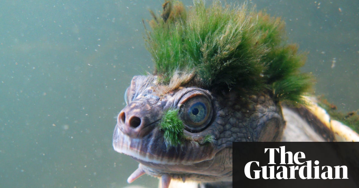 Green-haired turtle that breathes through its genitals added to endangered list | Environment | The Guardian