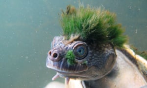 The Mary River turtle, found in Queensland, Australia, features on a new list of the most vulnerable reptile species on the planet. 