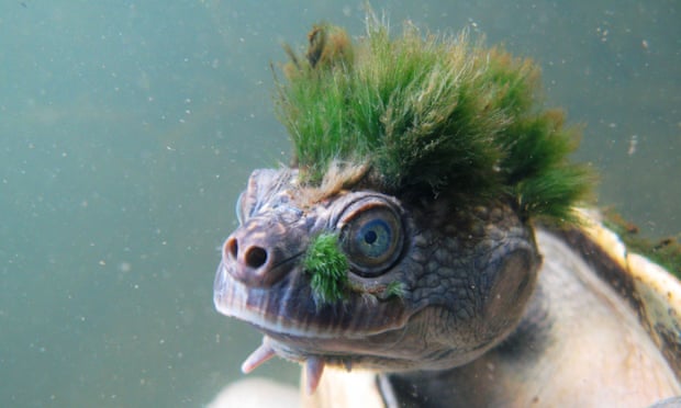 The Mary River turtle, found in Queensland, Australia, features on a new list of the most vulnerable reptile species on the planet.