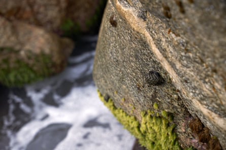 A snail on a rock high above the sea