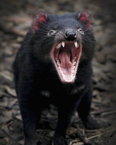 Tasmanian devils wipe out thousands of penguins on tiny Australian island Tasmanian devils were moved to Maria Island to safeguard their existence against a facial tumour. Photograph: Ian Waldie/Getty Images
