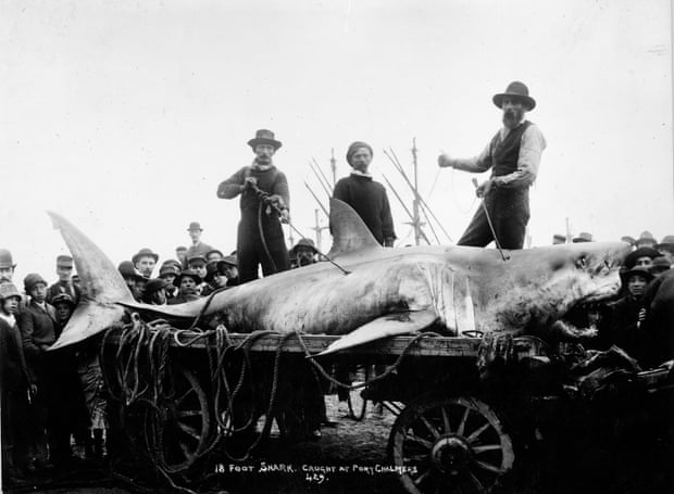 'Rolling and rolling and rolling': the first detailed account of great white shark sex 3448