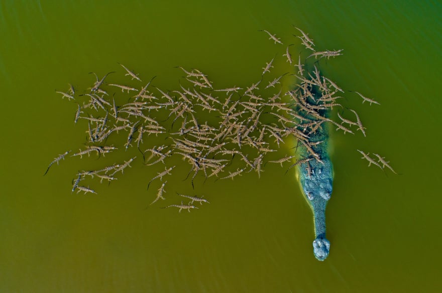 Gharial, critically endangered, National Chambal sanctuary, India
