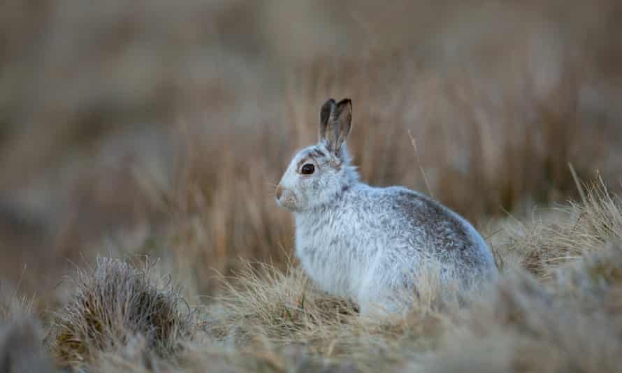 Mountain hares in some parts of the UK no longer have a white coat in winter.