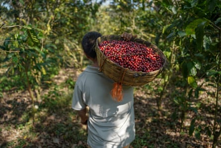 A worker carries a basket filled with coffee fruit on their back as they walk through a plantation