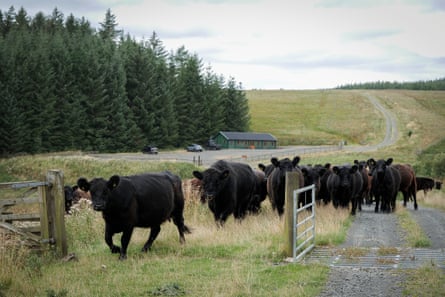 Galloway walk through a gate at the end of a track