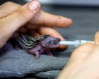 Wildlife Photographers Capture Thirsty Hedgehog, Rare Puffling