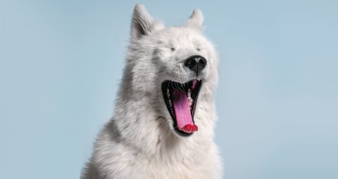 A fluffy white samoyed dog yawning against a blue background