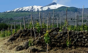 A vineyard near Mt Etna, Sicily