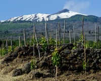A vineyard on Mount Etna, with young vines and stone walls beneath a snow-capped volcano