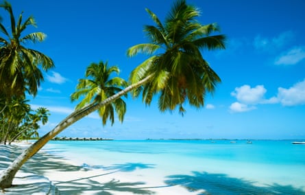 Palm trees at a beautiful beach resort