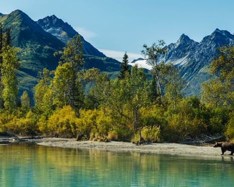 Grizzly bear on the lake shore of Crescent Lake in Lake Clark National Park with the Chigmit mountains of the Alaska Range in the background, Southcentral Alaska, summer