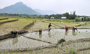 Farmers Work In Paddy Fields In Srinagar. With less rainfall in several parts of India this monsoon, many fear drop in production of rice and other crops.