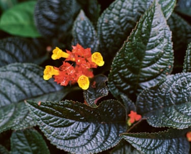 Photograph of a red and orange tropical flower in Grenada by film-maker and artist Steve McQueen