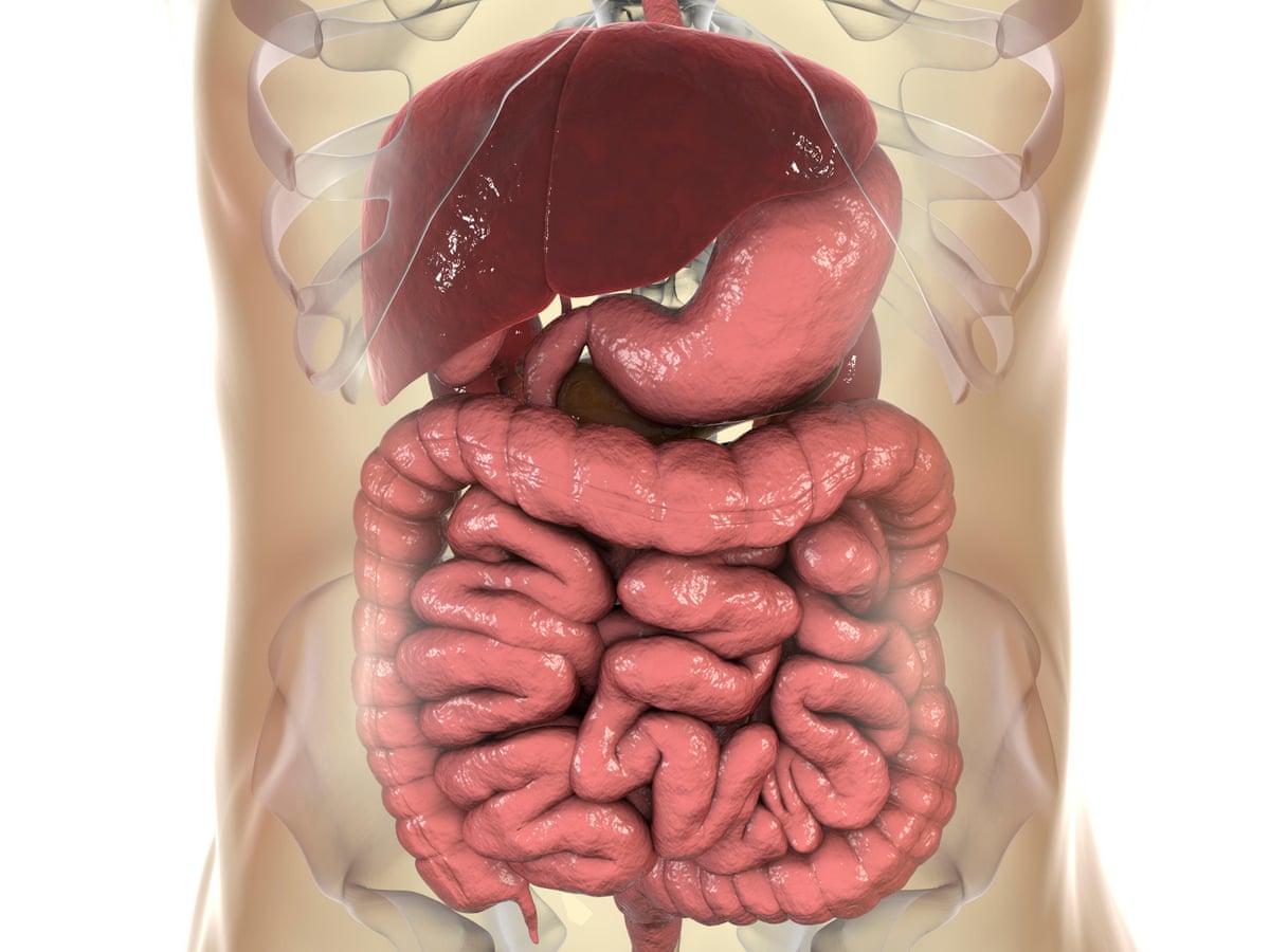 Some gut bacteria may increase bowel cancer risk, research ...