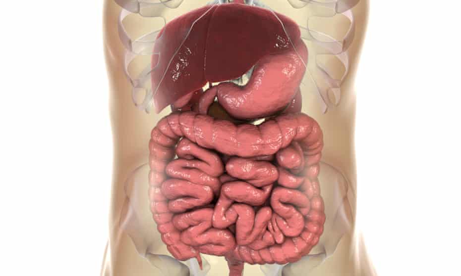 Illustration of the digestive system