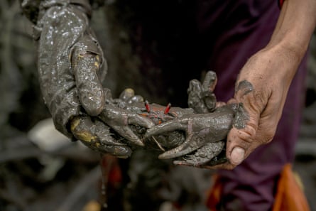 A muddy crab is held between two muddy hands