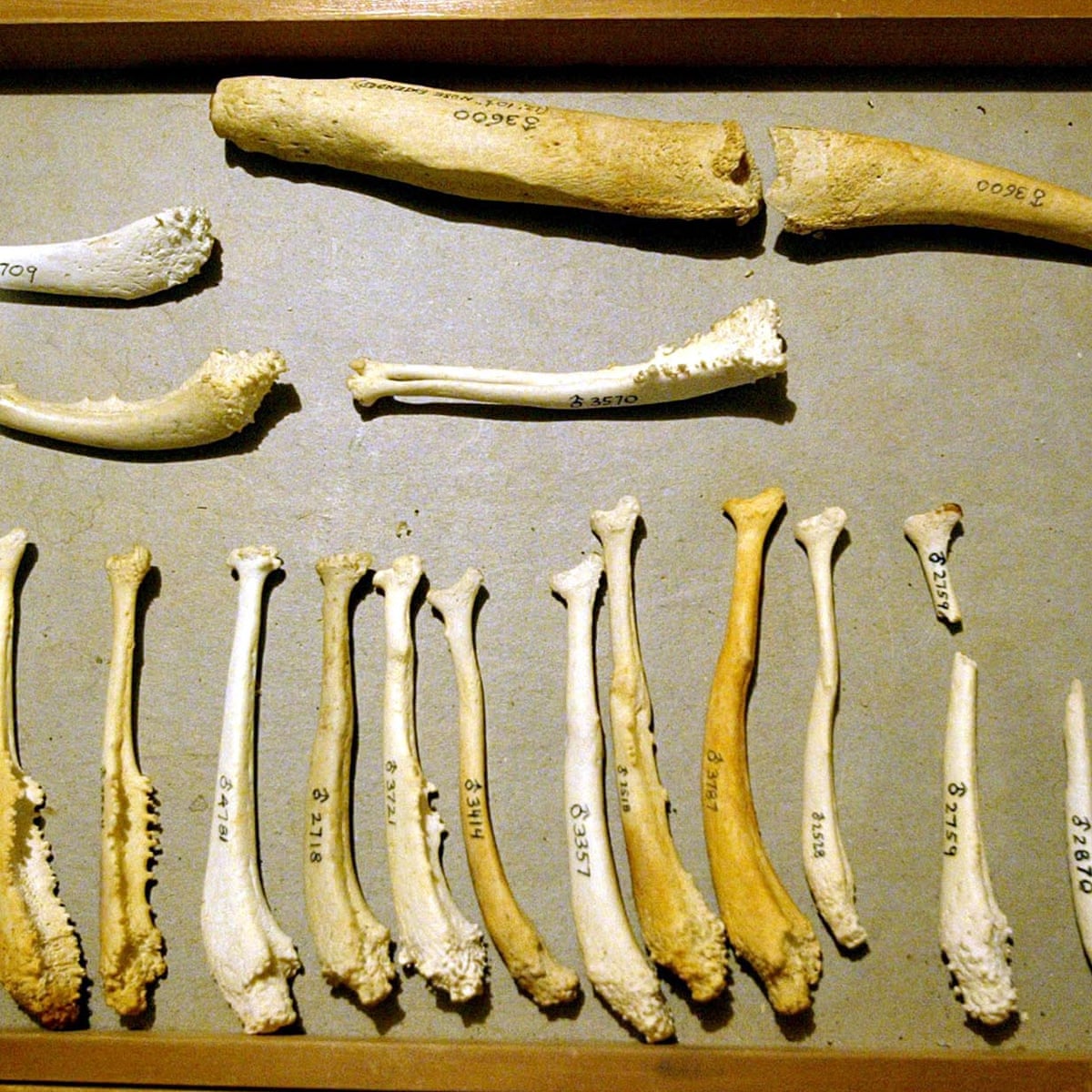 Why Don T Humans Have A Penis Bone Scientists May Now Know Evolution The Guardian