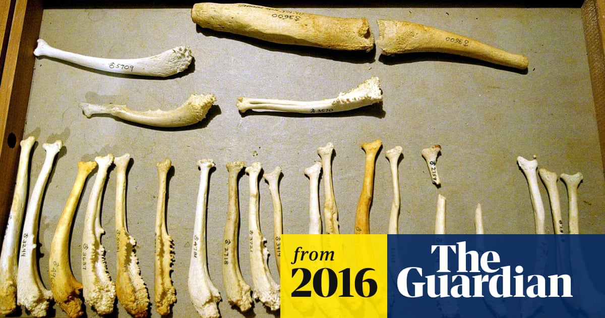 why don t humans have a penis bone scientists may now know evolution the guardian