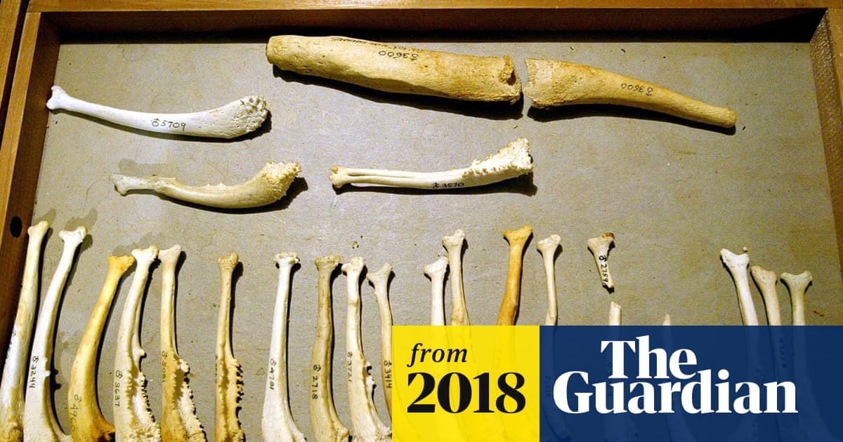 Cloacae, sex arms and penis bones: the tricky art of fossil sexing | Fossils | The Guardian Cloacae, sex arms and penis bones: the tricky art of fossil sexing | Fossils | The Guardian