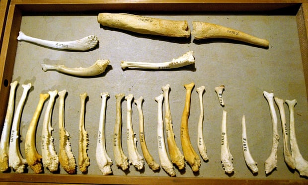 Penis bones from various mammals. The baculum varies so much in terms of length and whether it is present at all, that it is described as the most diverse bone ever to exist.