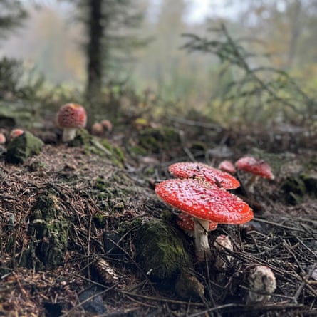 Fly agaric in a misty woodland.